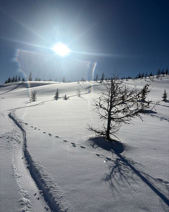 Huellas de esquí y un alerce solitario en la nieve profunda de Sunshine Meadows, Canadá.